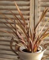 <i>Phormium</i><BR><BR>㡼פʥ饤<BR>˥塼<BR>إ쥤ܡ