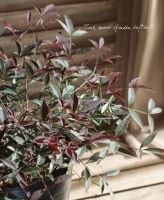 <i>Nandina domestica Flirt</i><BR><BR>ʥƥ<BR>إե롼ȡ