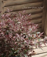 <i>Nandina domestica Flirt</i><BR><BR>ʥƥ<BR>إե롼ȡ