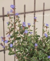 <i>Ceratostigma plumbaginoides</i><BR><BR>ޥĥɥȥ<BR>إ֥롼ե