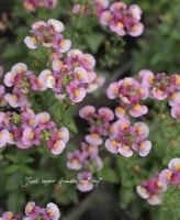 <i>Nemesia caerulea</i><BR><BR>���å�����Ϳ���<BR>�ɺ��ͥ᥷�����ͥ���<BR>�إԥ󥯥��ץ�åȡ�