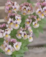 <i>Nemesia caerulea</i><BR><BR>���å�����Ϳ���<BR>�ɺ��ͥ᥷�����ͥ���<BR>�إХʥʥѥ�����ԥ󥯡�