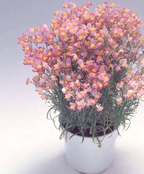 ヒメヒナ　キセキノハナ ヒメヒナ キセキノハナ HIMEHINA LIVE Blu-ray『涙の薫りがする