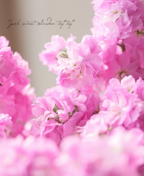 宿根　フランス直輸入　八重咲き　芳香　ライラック『カルベティエム』おしゃれ　大苗 宿根 フランス直輸入 八重咲き 芳香 ライラック『カルベティエム』大苗