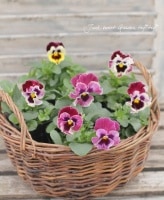 <i>Viola��wittrockiana </i><BR><BR>�ե��ѥ󥸡�<BR>�եꥺ�륷����<BR>�إ饺�٥꡼��