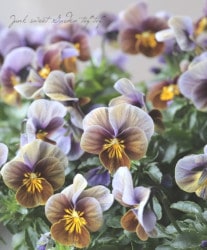 ƥӥ顡إեƥåɥ祳졼ȡ