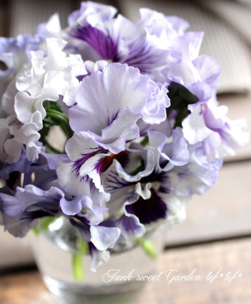 I Viola Wittrockiana I Br Br フリルパンジー Br フリズルシズル Br 希少種 スカイホワイト すべての商品 Junk Sweet Garden Tef Tef