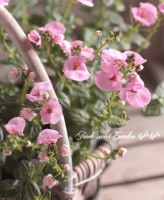 <i>Diascia barberae</i><BR><BR>¿ǯ𡦥ǥ<BR>ߥ饯륷꡼<BR>إԥ󥯡