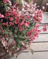 <i>Diascia barberae</i><BR><BR>¿ǯ𡦥ǥ<BR>ߥ饯륷꡼<BR>إץꥳåȡ
