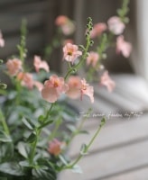 <i>Diascia barberae</i><BR><BR> ¿ǯ𡦥ǥ<BR>ߥ饯륷꡼ إԡ