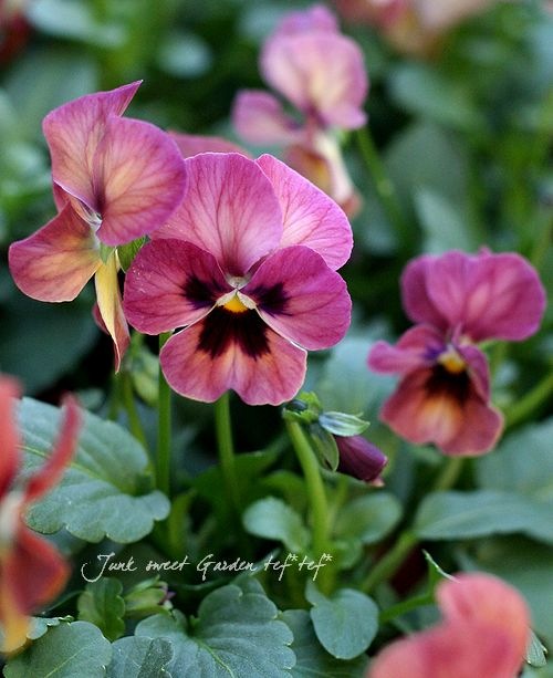 i>Viola×wittrockiana </i><BR><BR>ビオラ ビビシリーズ<BR