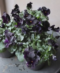 ���ӥ��顡�إ֥�å��ǥ饤�ȡ�