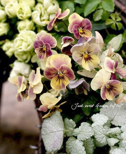 i>Viola×wittrockiana </i><BR><BR>色代わりが素敵なビオラ<BR