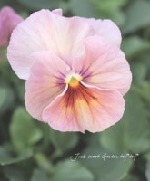 <i>Viola��wittrockiana </i><BR><BR>ͥ�������礤�ξ��إѥ󥸡�<BR>��餯�إԡ����ƥ���