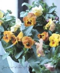 ���إѥ󥸡�����餯�إ��ץꥳ�åȥƥ���