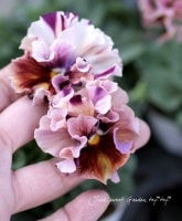 <i>Viola��wittrockiana </i><BR><BR>����������ʳ��Υե��ѥ󥸡�<BR>�ߥˡ����󥫥�إ�����ƥ� �����ס�