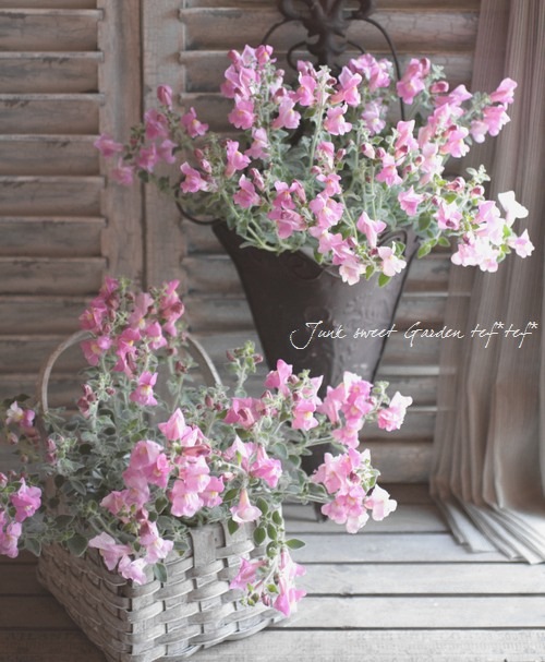 I Antirrhinum Pulverulentum I Br Br シルバーリーフの優しい色合い Br 這性キンギョソウ Br シルバーピンク Flower Species キンギョソウ Junk Sweet Garden Tef Tef