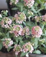 <i>Lobularia hybrid</i><BR><BR>���١����֤��İ�����<BR>�������ȥ���å���<BR>�إԥ󥯡�
