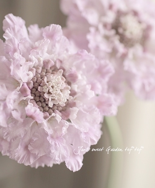 激レア スカビオサ ピンクレース すべての商品 Junk Sweet Garden Tef Tef