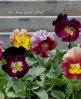 <i>Viola��wittrockiana </i><BR><BR>�ߤ�ȥѥ󥸡�<BR>�إѥå���󥦥����֡� MIX