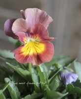 <i>Viola��wittrockiana </i><BR><BR>�ߤ�ȥѥ󥸡���΢�ʼ<BR>�إ������ѥå�����