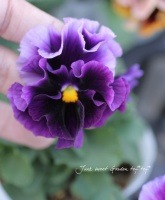 <i>Viola��wittrockiana </i><BR><BR>����������ʳ��Υե��ѥ󥸡�<BR>�ߥˡ����󥫥�إ֥롼�ѡ��ץ륿���ס�