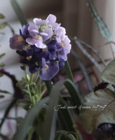 <i>Nemesia caerulea</i><BR><BR>�ɺ��ͥ᥷�����ͥ���<BR>�إ������֥롼��