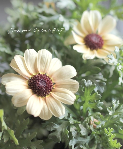 i>Chrysanthemum frutescens</i><BR><BR>変わり咲きマーガレット<BR