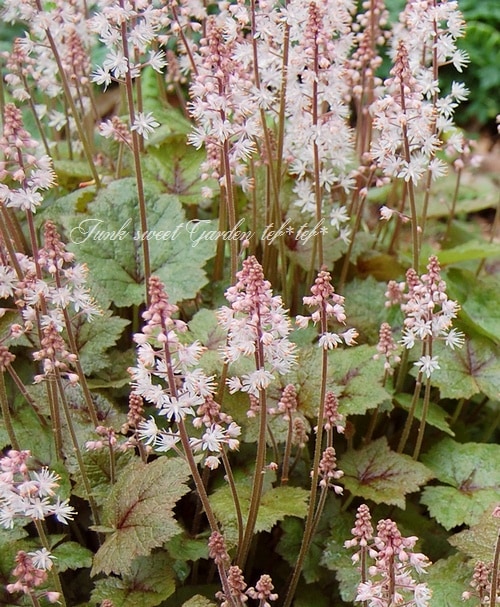 ティアレラ・ウェルウィ 『シルベラート』 | すべての商品 | | Junk