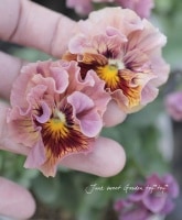<i>Viola��wittrockiana </i><BR><BR>����������ʳ��Υե��ѥ󥸡�<BR>�ߥˡ����󥫥�إ١�����ԥ󥯷ϡ�