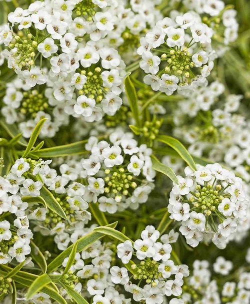 i>Lobularia hybrid</i><BR><BR>強靭！小花が可愛い！<BR>斑入り