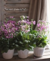<i>Primula malacoides </i><BR><BR>�����饽��<BR>�ץ��顦�ޥ饳���ǥ�<BR>�ؾ������Ѥ��餭�κ����<BR>�ѡ��ץ��