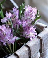 <i>Polyxena corymbosa</i><BR><BR>ݥꥭ ʥݥꥯʡ<BR>إܥ ԥ