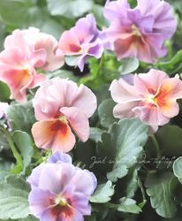 ���ʲ���³������ȥӥ��顡��evolve -���ܥ��-��