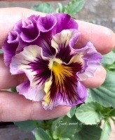 <i>Viola��wittrockiana </i><BR><BR>����������ʳ��Υե��ѥ󥸡� �ߥˡ����󥫥�إե��ͣɣء�