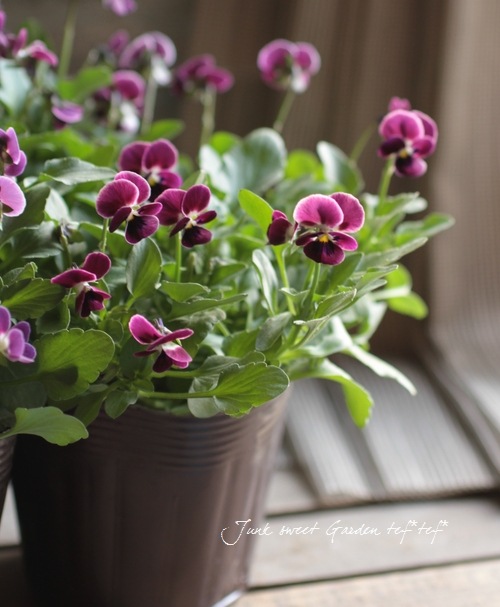 i>Viola×wittrockiana </i><BR><BR>みもとビオラ<BR>『つぶらなタヌキ