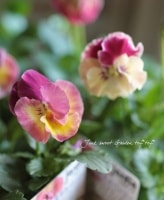 <i>Viola��wittrockiana </i><BR><BR>�������ϥ�ǥ��󤵤��Ȭ�ź餭��ѥ󥸡�<BR>�إե����꡼���ġ�
