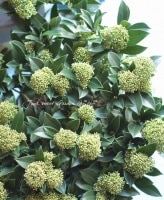<i>Skimmia japonica</i><BR><BR>7ȭ<BR>Ѵ<BR>ߥإե쥰ȥ饦ɡ