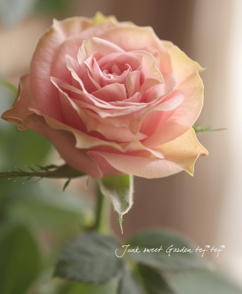 i> Rosa.Min</i><BR><BR>ポールセンローズ新色！<BR>インドア