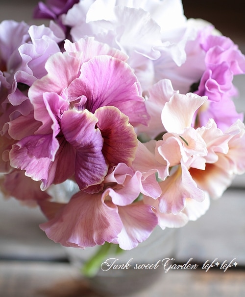 フリルパンジー フリフリ サーモンピンク すべての商品 Junk Sweet Garden Tef Tef