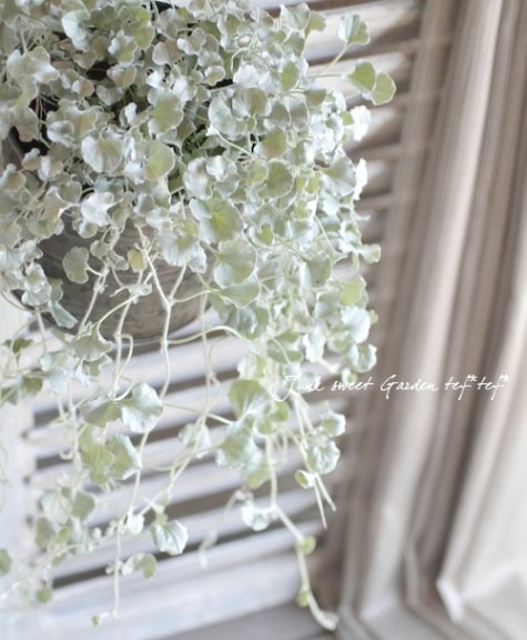 ディコンドラ 『シルバーフォール』 | すべての商品 | | Junk sweet