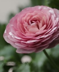 ݤΥʥ󥭥饹å꡼إإ