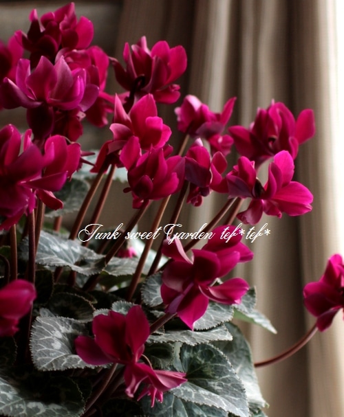 i>Cyclamen persicum</i><BR><BR>八重咲きシクラメン<BR>しだれ咲き