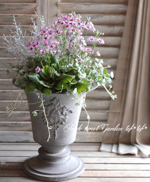 tef*tef*寄せ植え<BR>2014 * no.30 *<BR><BR>変わり咲き桜草×ブリキ