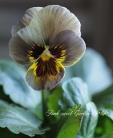 �ѥ󥸡��إ���ӡ���