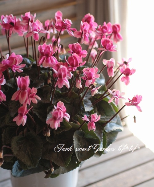 i>Cyclamen persicum Mill</i><BR><BR>八重咲きシクラメン<BR