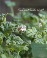 <i>Pelargoniumfragruns'<BR>Nutmug'</i><BR><BR>ɺ<BR>ʥĥᥰ˥<BR>إޡ֥饤