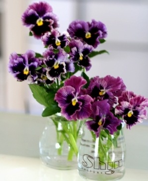 フリルパンジー フリズルシズル 『バーガンディ』 | すべての