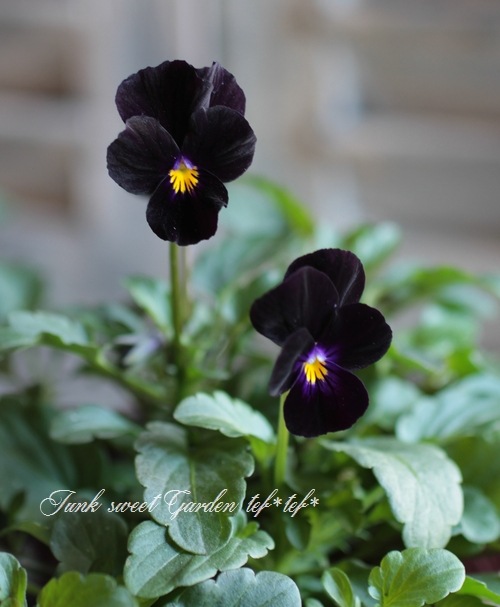 Viola　ビオラ i>Viola ”Odier”</i><BR><BR>お洒落な黒ビオラ<BR>『オディール
