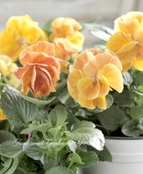 Ȭ�ź餭�ѥ󥸡����إե����꡼���塼��١���礵����إ٥����